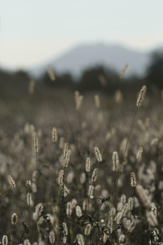 Dogtail grass in the wind photo
