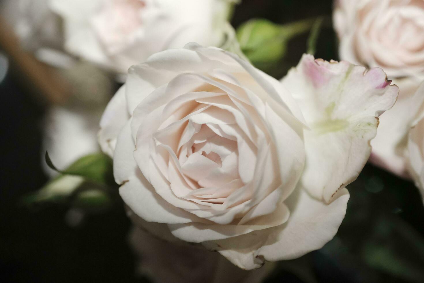 pink rose in the garden photo
