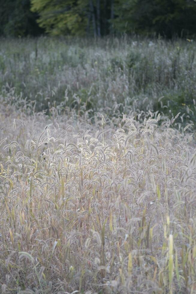 reeds and grass in the wind photo