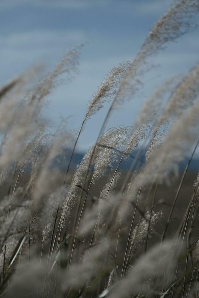 reeds in the snow and wind photo