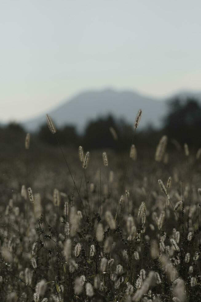 Dogtail grass in the wind photo