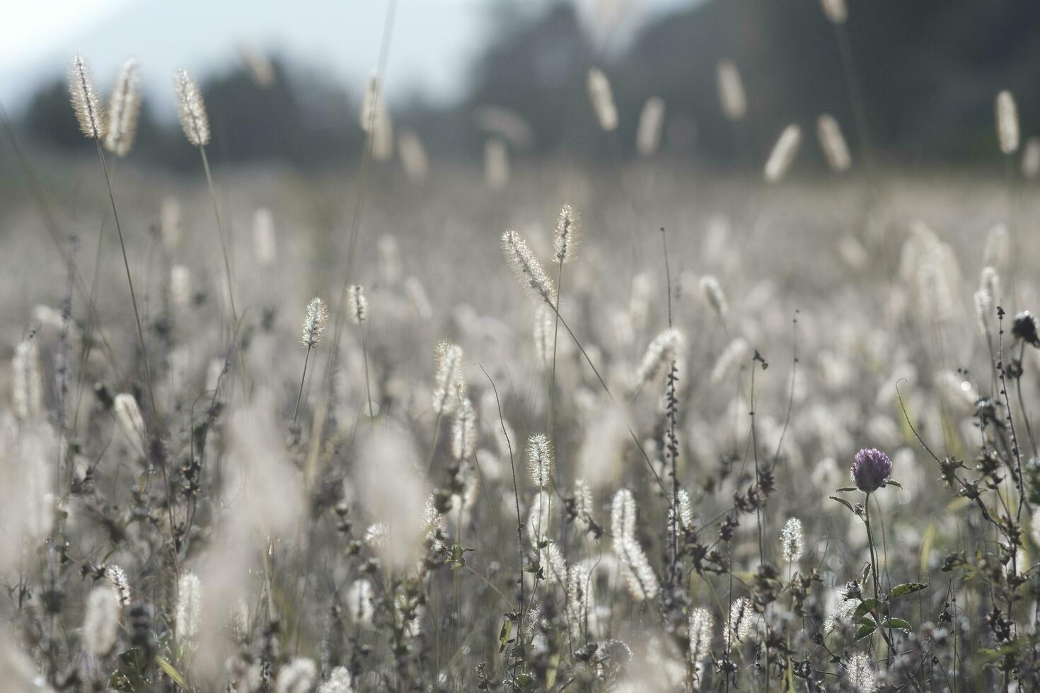 Dogtail grass in the wind photo