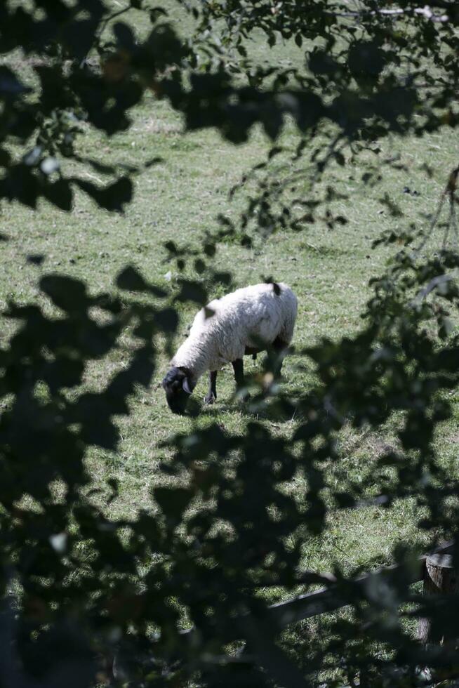 sheep in the farm and water photo