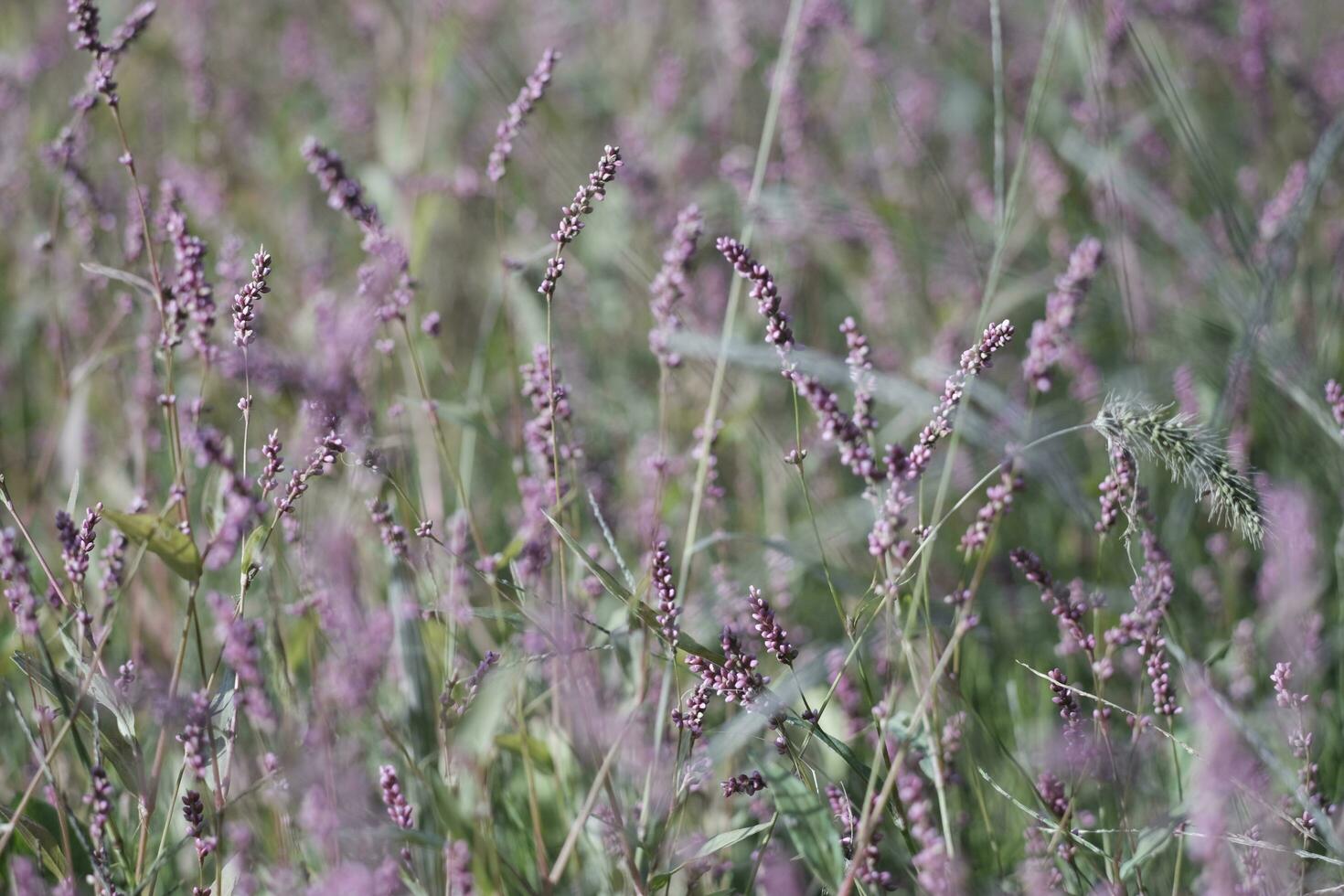 huge lavender field in region photo