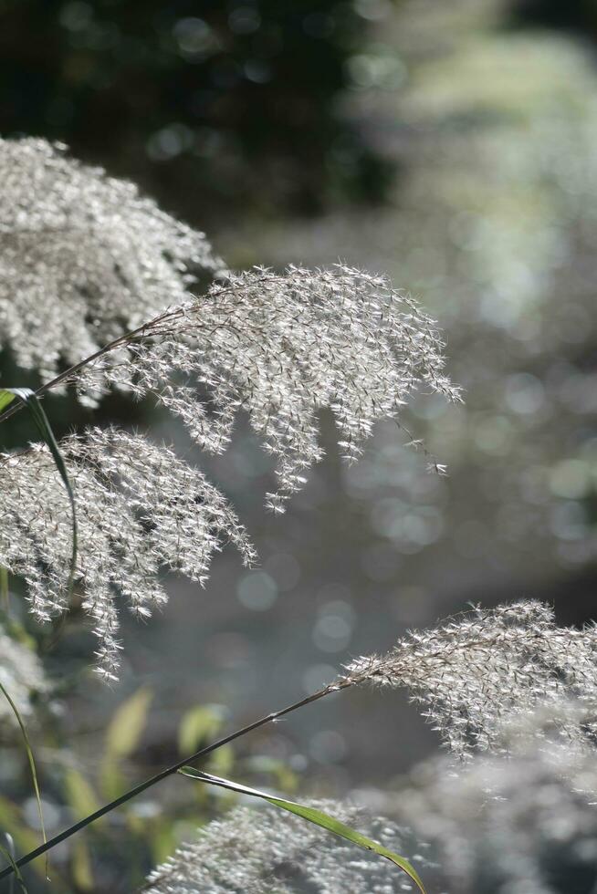 moss covered with snow in the wind photo