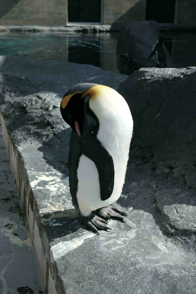 king penguin in polar regions photo