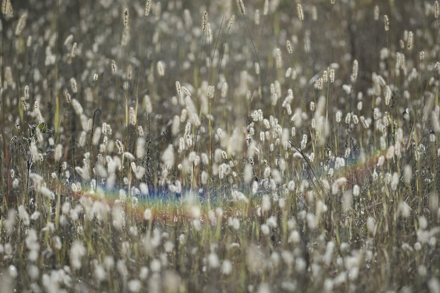 Dogtail grass in the wind photo