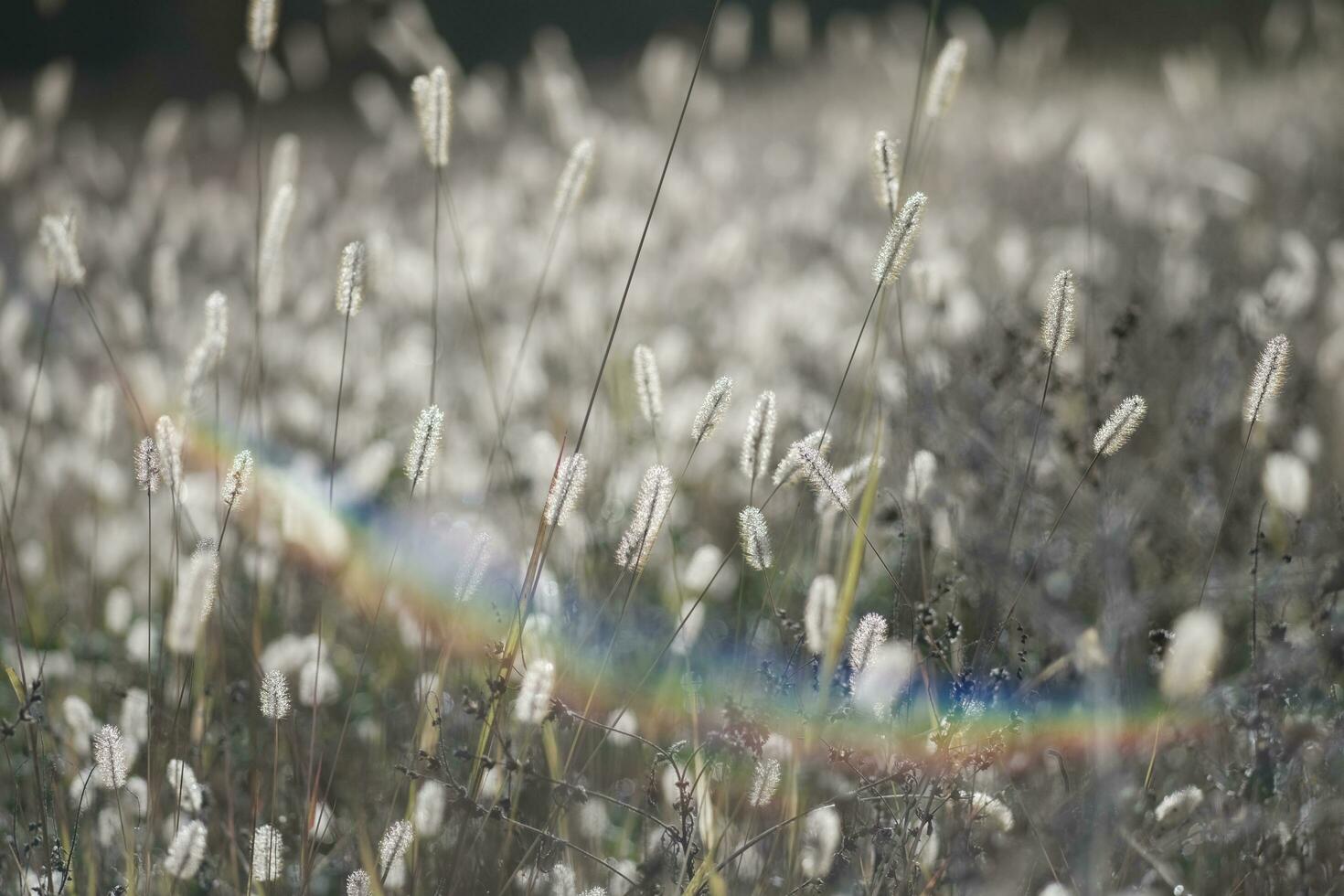 Dogtail grass in the wind photo