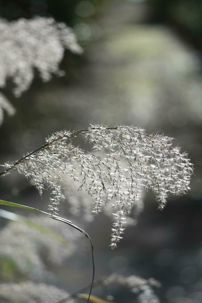 moss covered with snow in the wind photo