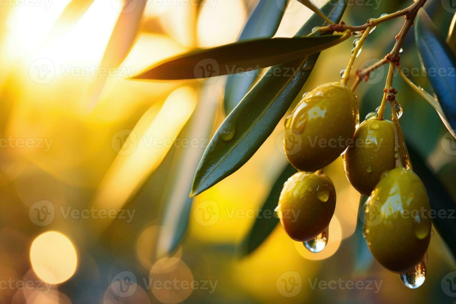Green olives on olive tree branch at sunset. Generative AI photo