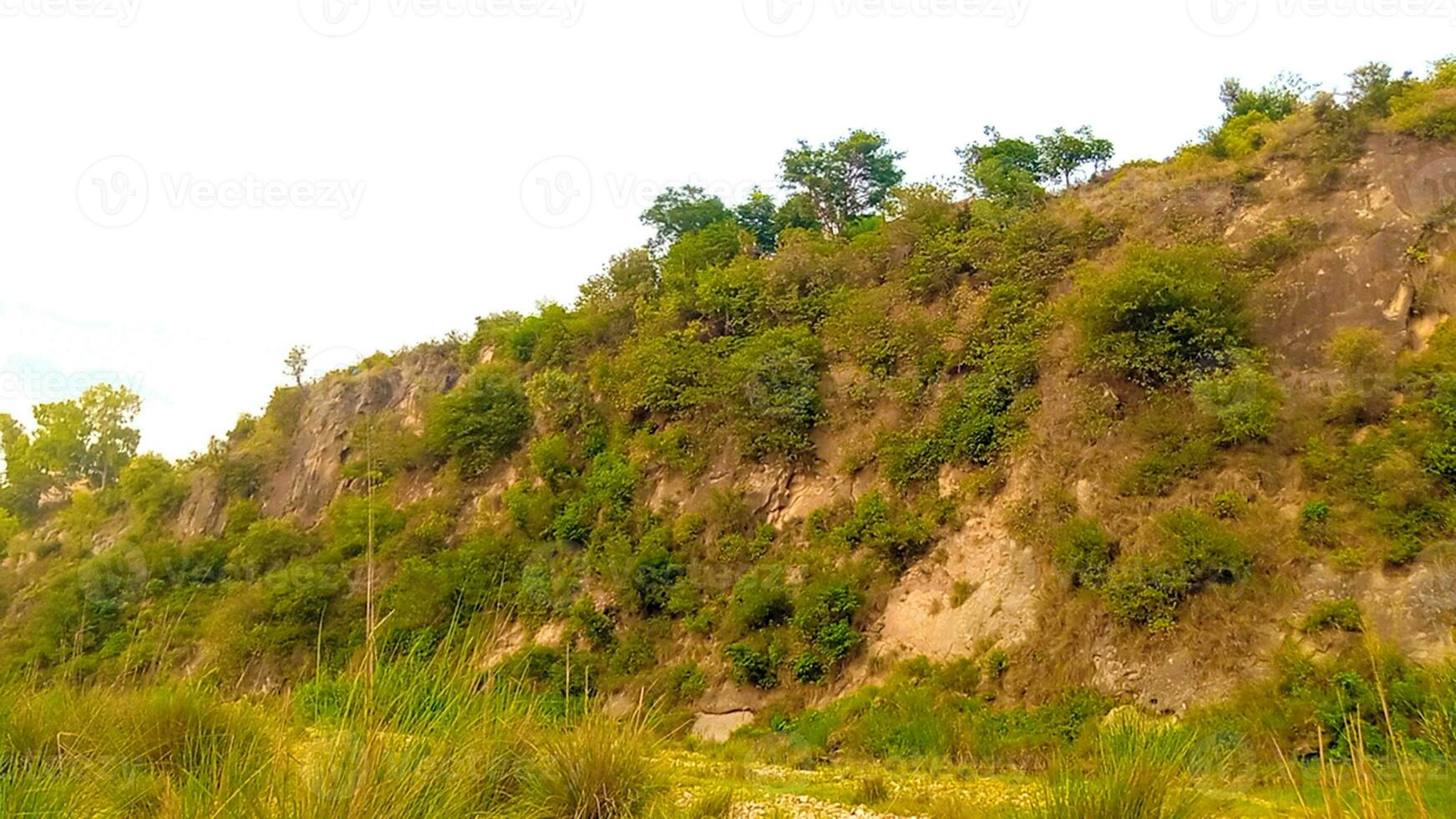 Plants and herbs beside Rocks of Mud photo