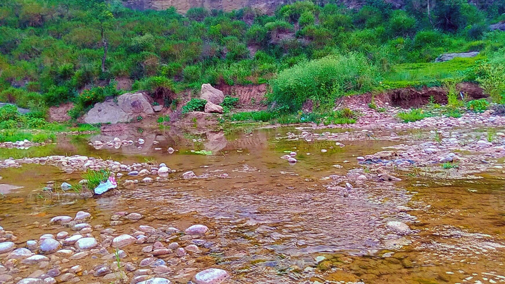 Water in Stream - Plants beside stream photo