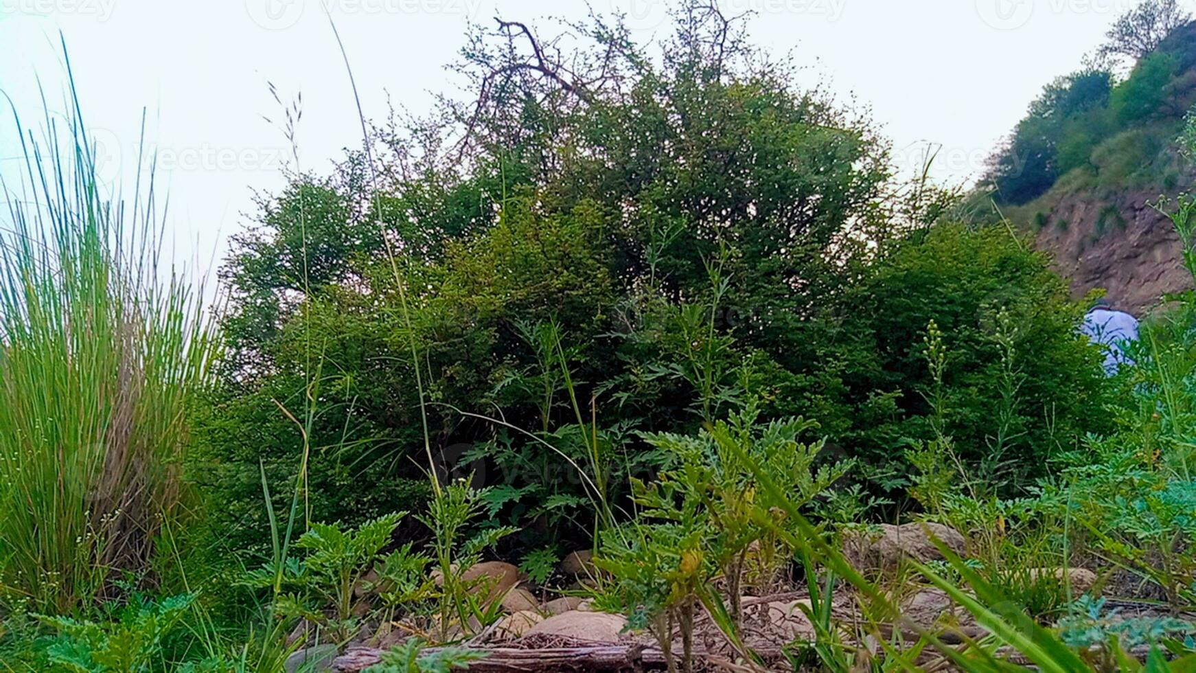 Natural Plant on bog stones photo