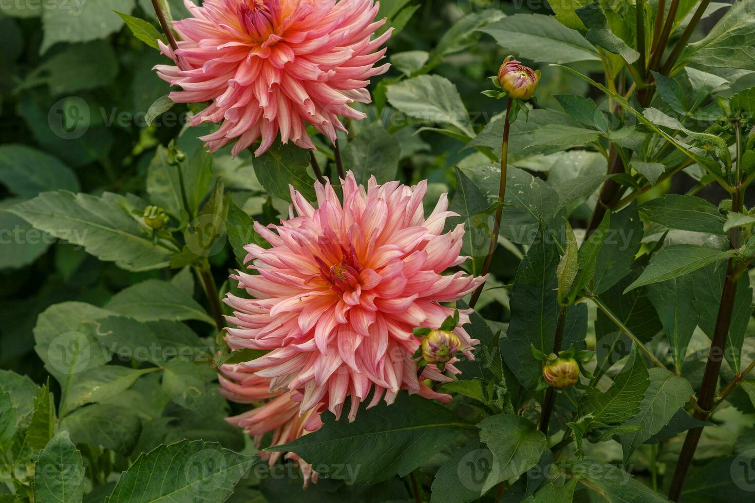 Beautiful Pink dahlia flowers in the garden on green leaves background. photo