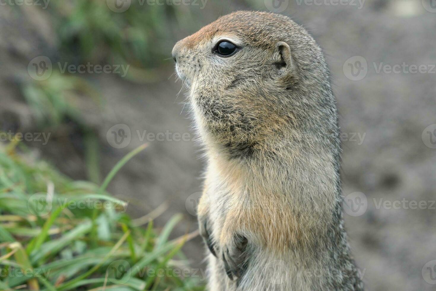 Arctic ground squirrel, carefully looking around so as not to fall into jaws of predatory beasts photo