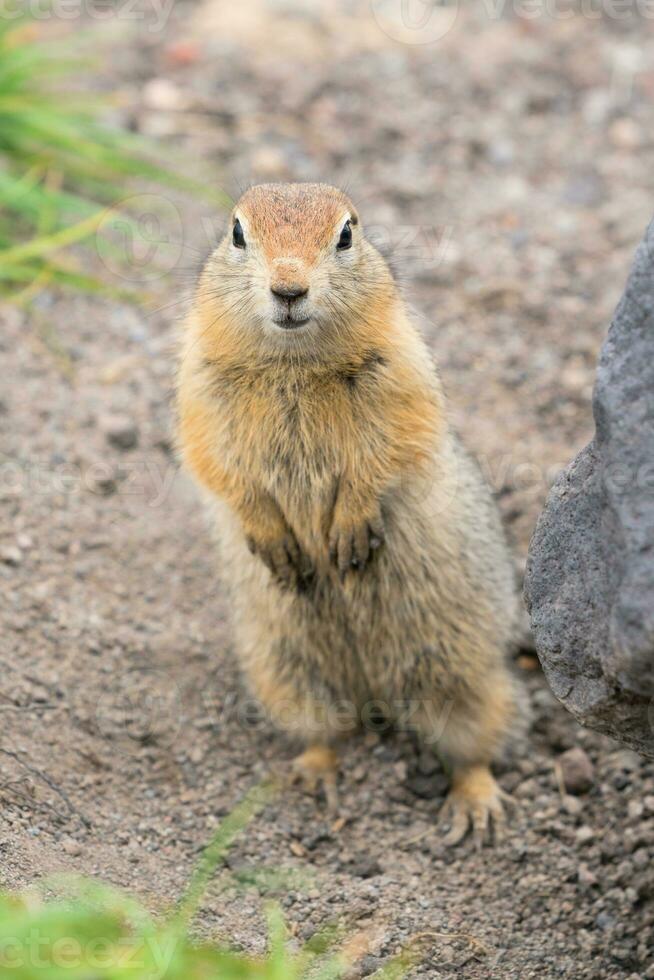 Curious arctic ground squirrel, animal stands on its hind legs and carefully looking at camera photo