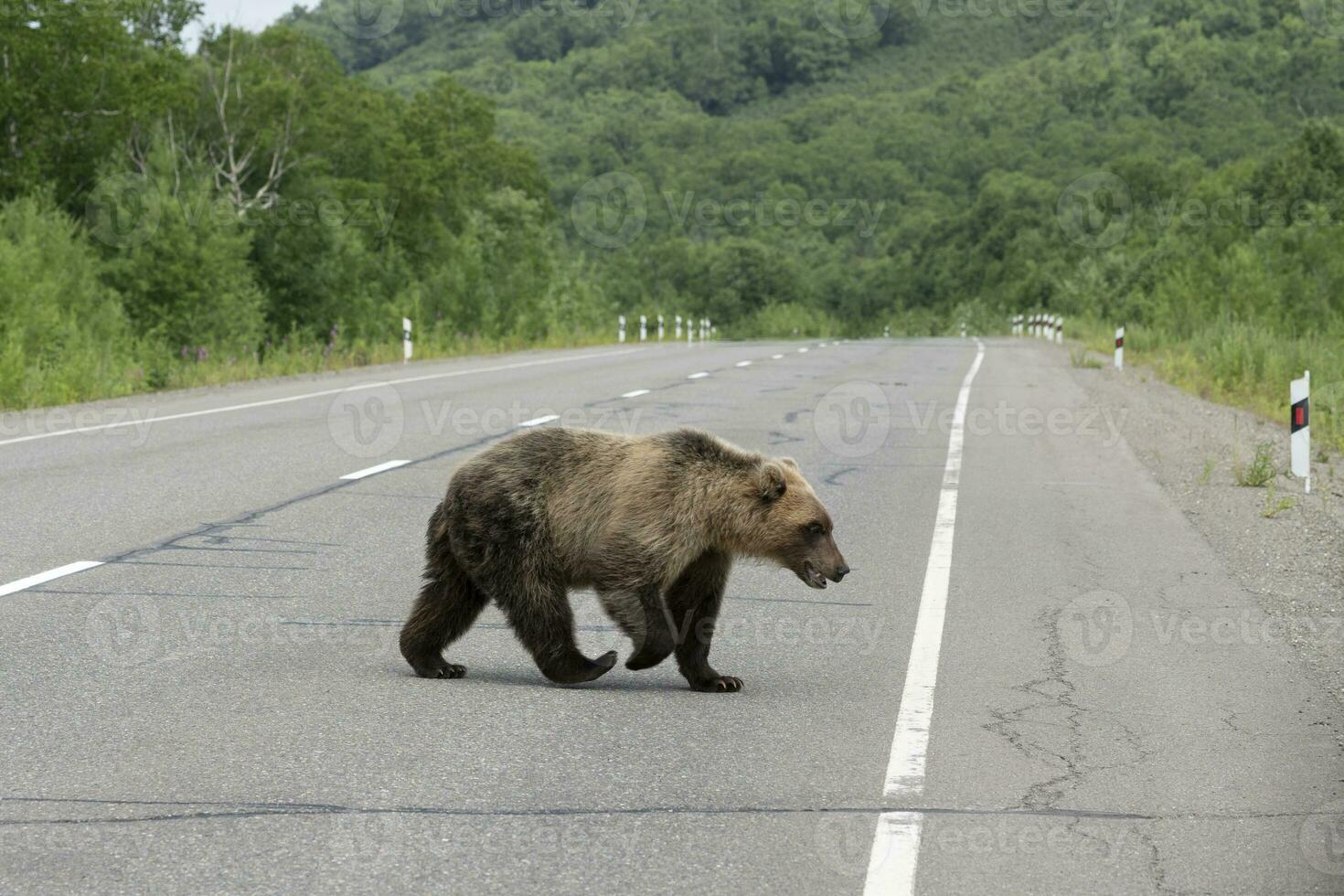 Young Kamchatka brown bear walking along an asphalt road photo