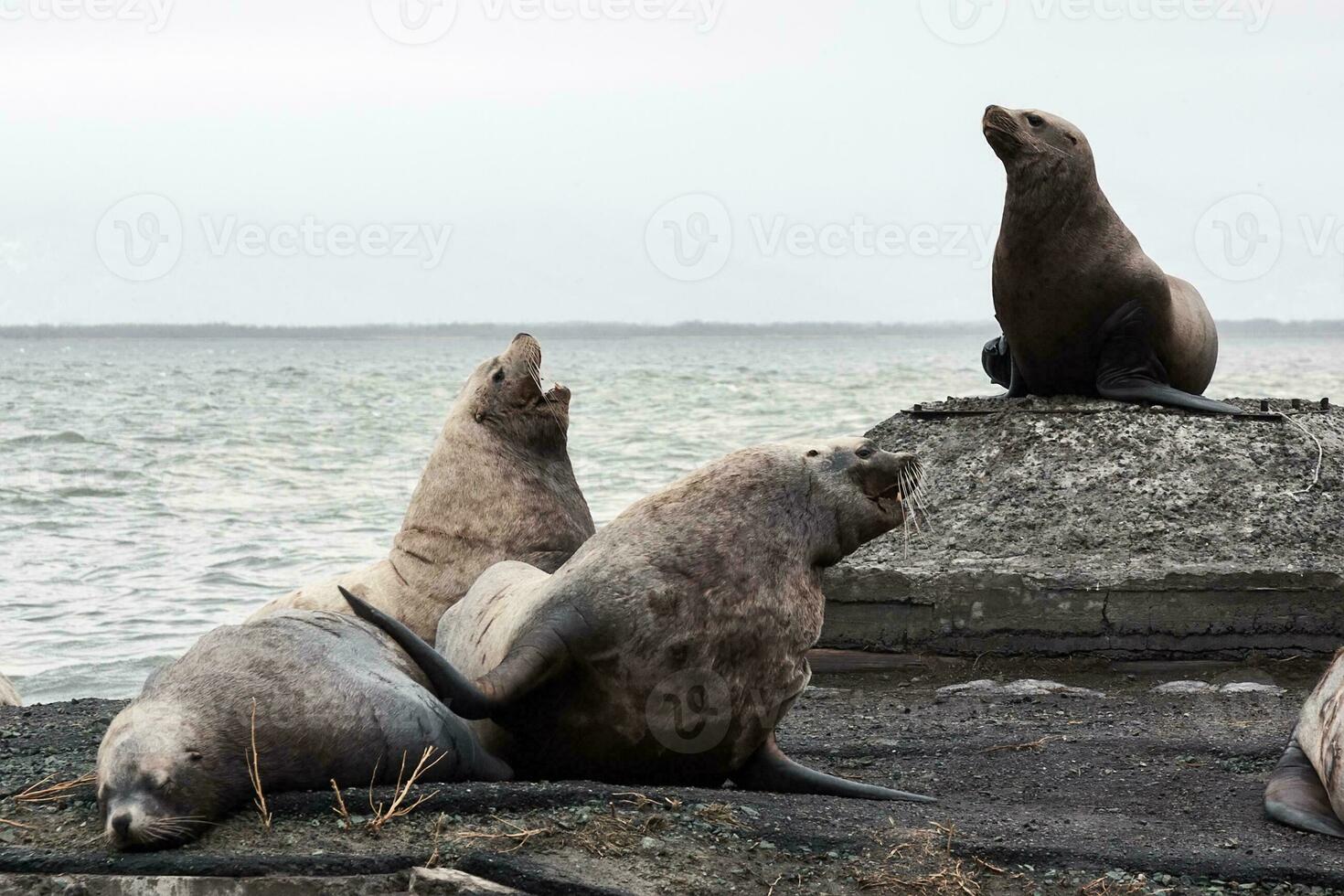 Group Northern Sea Lion Eumetopias Jubatus on rookery. Kamchatka photo