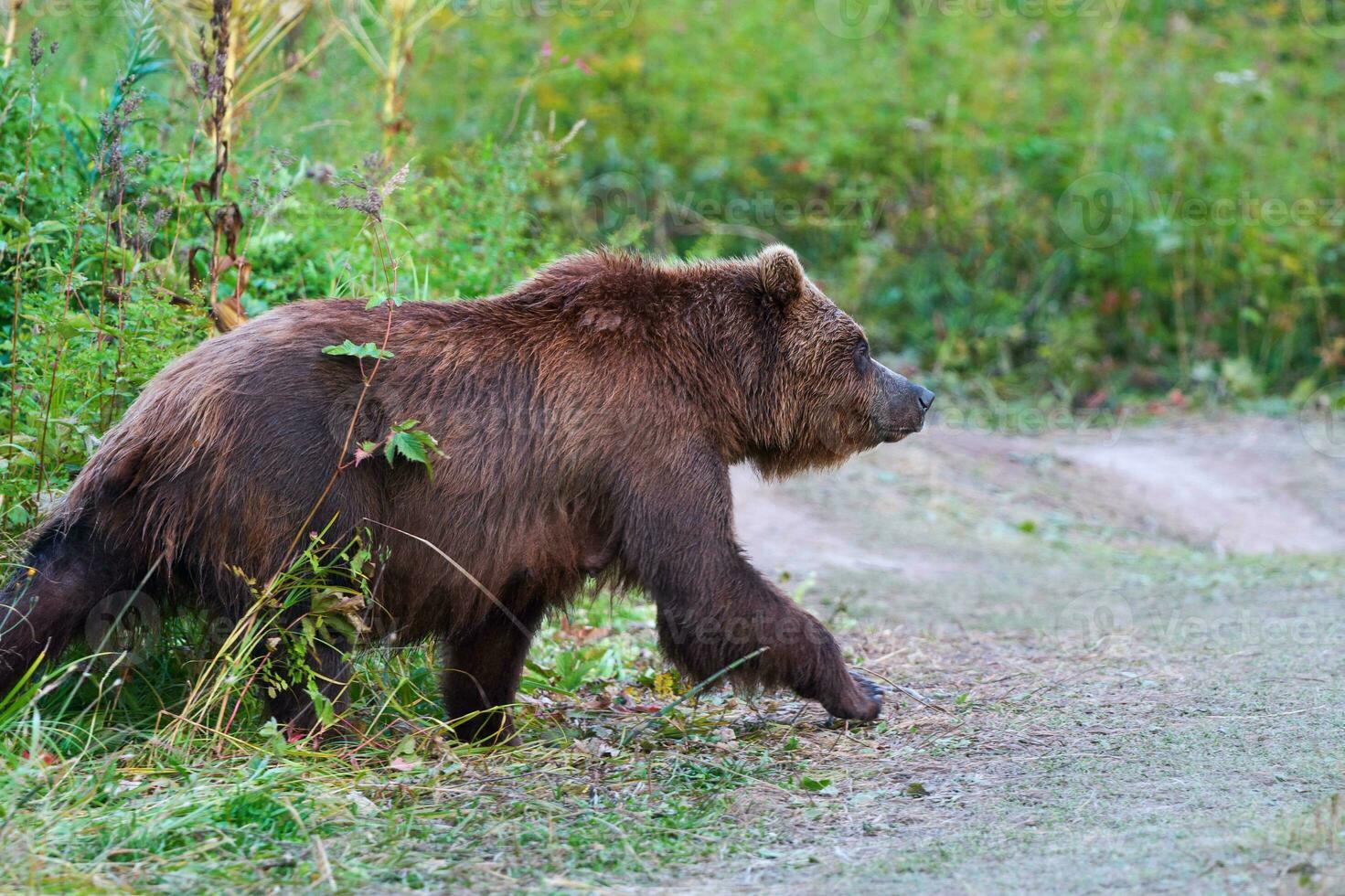 Kamchatka brown bear in natural habitat, come out forest, walking country road. Kamchatka Peninsula photo