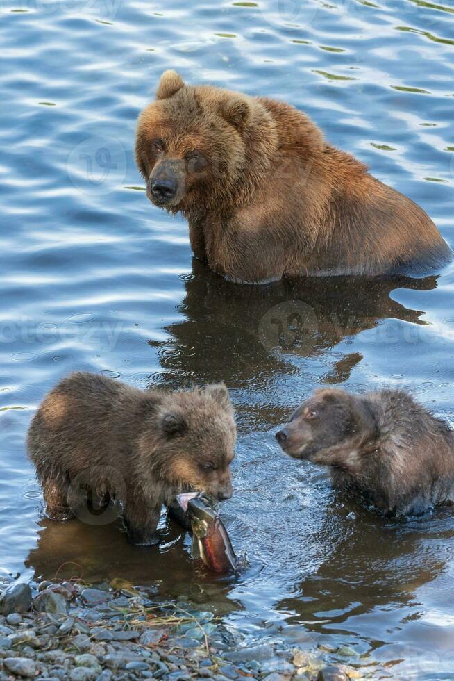 Wild Kamchatka brown she-bear with two bear cub catch red salmon fish and eat it while standing in water of river photo