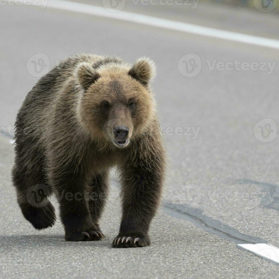 Terrible wild Kamchatka brown bear walking along an asphalt roadway photo