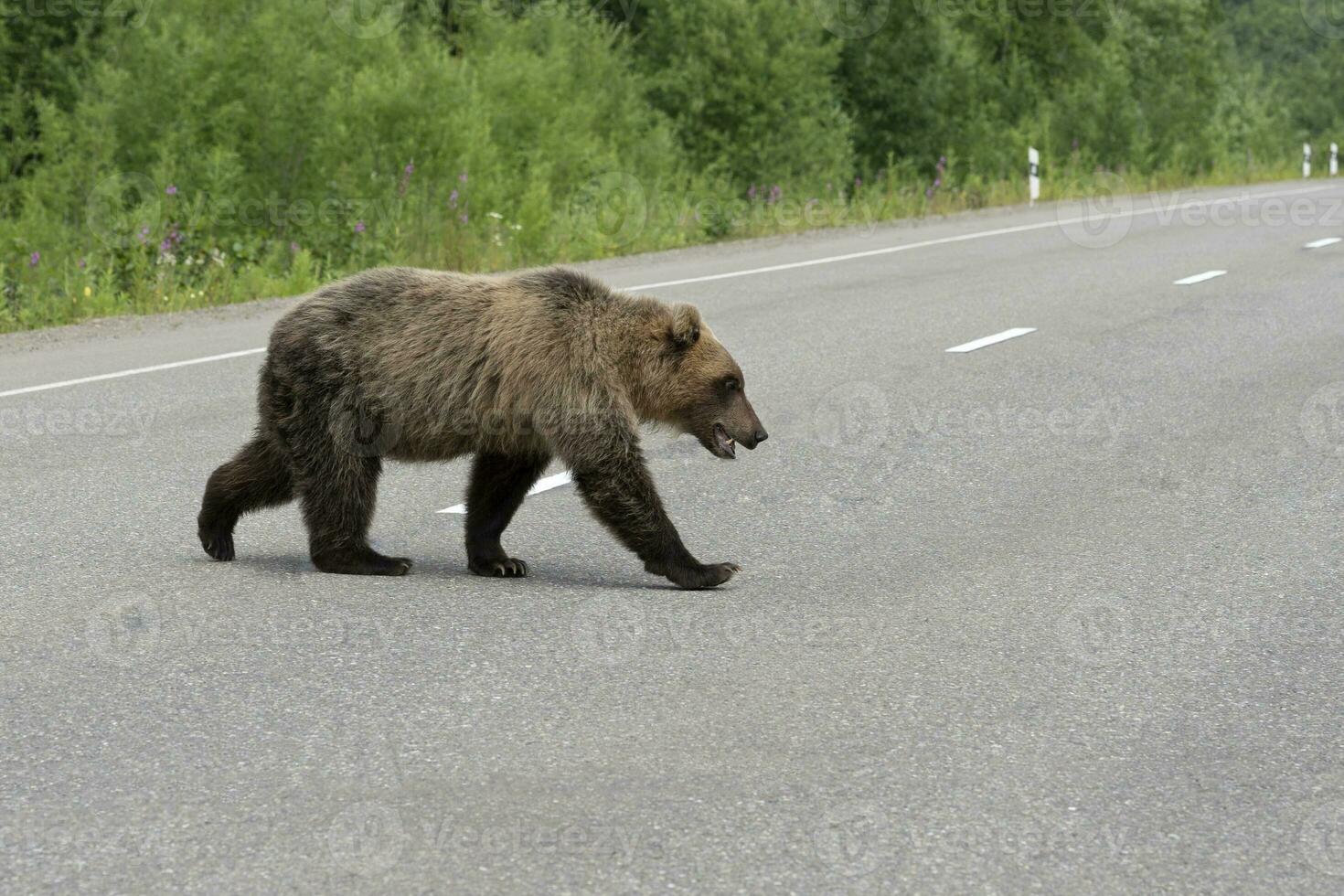 Angry and hungry Kamchatka brown bear across along road photo