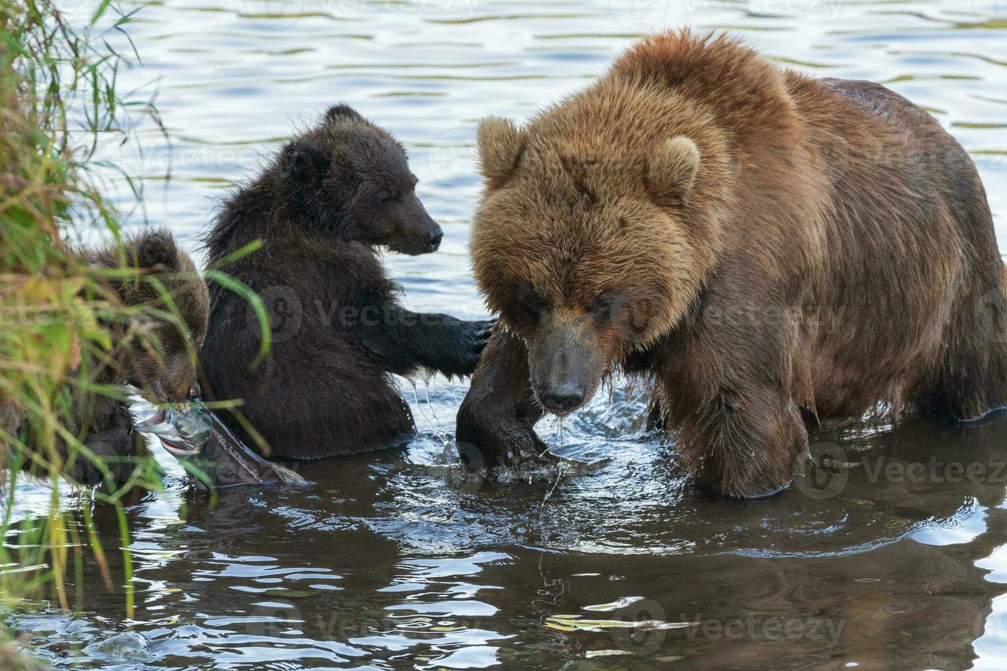 Mother Kamchatka brown bear with two bear cubs fishing red salmon fish during fish spawning in river photo