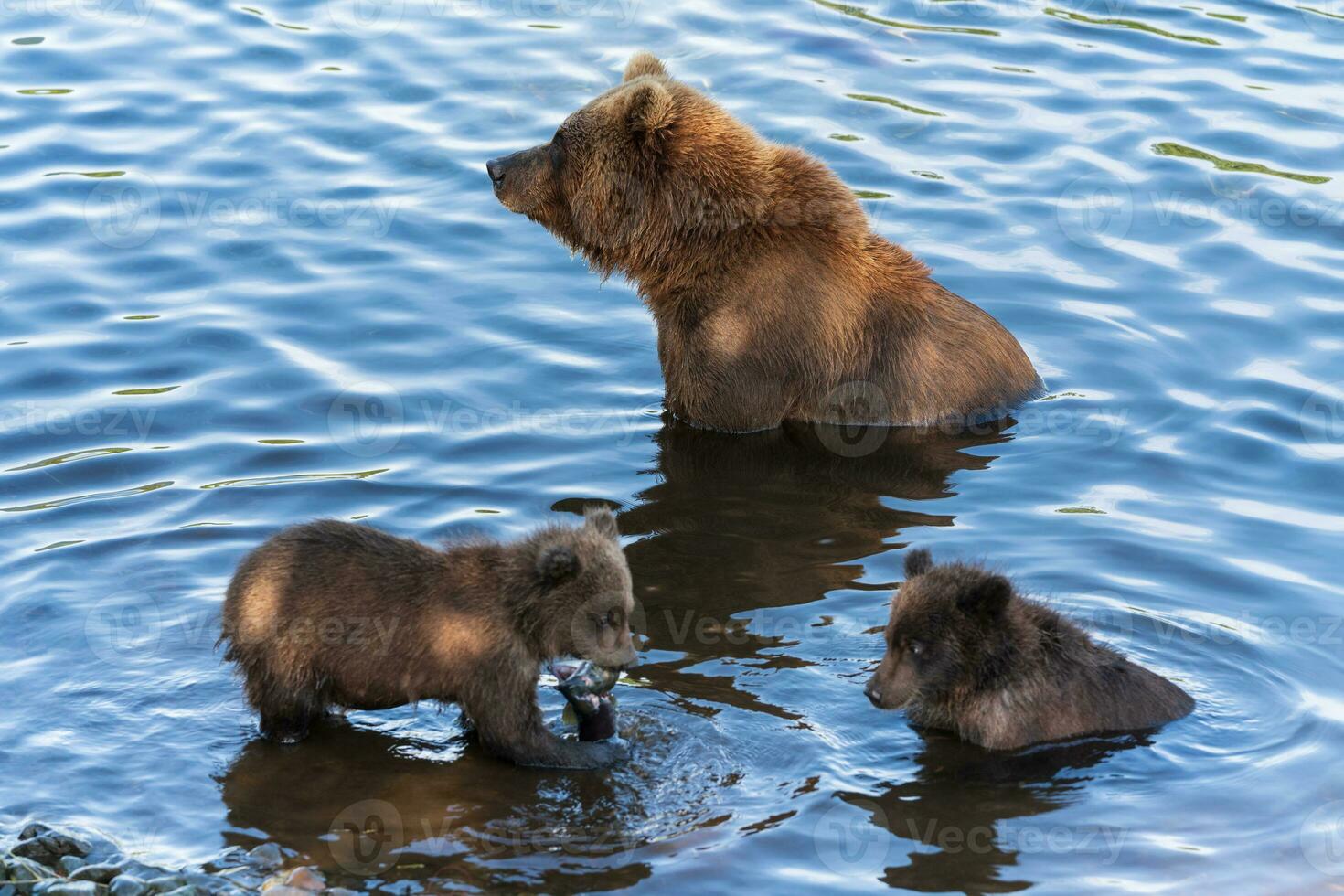 Wild Kamchatka brown she-bear with two cubs fishing red salmon fish in river during fish spawning. Predators in natural habitat photo