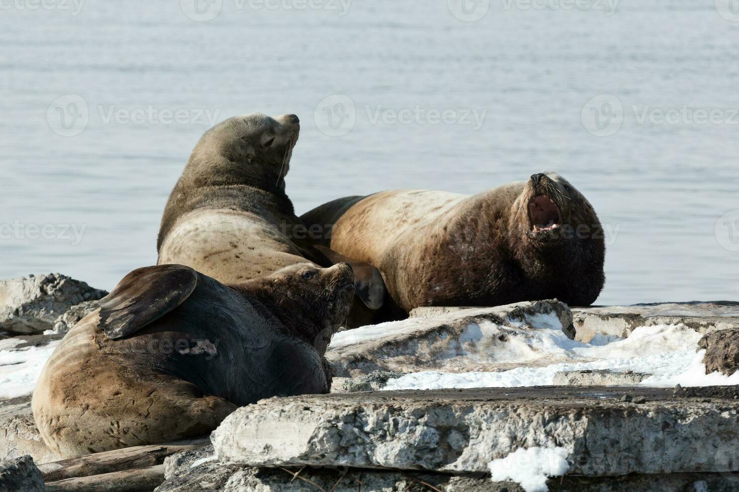 colonia de grajos Steller mar león o del Norte mar león. kamchatka, avacha bahía foto