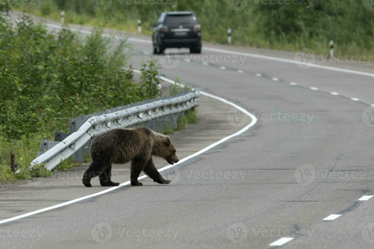 Hungry wild Kamchatka brown bear walks along an asphalt road photo