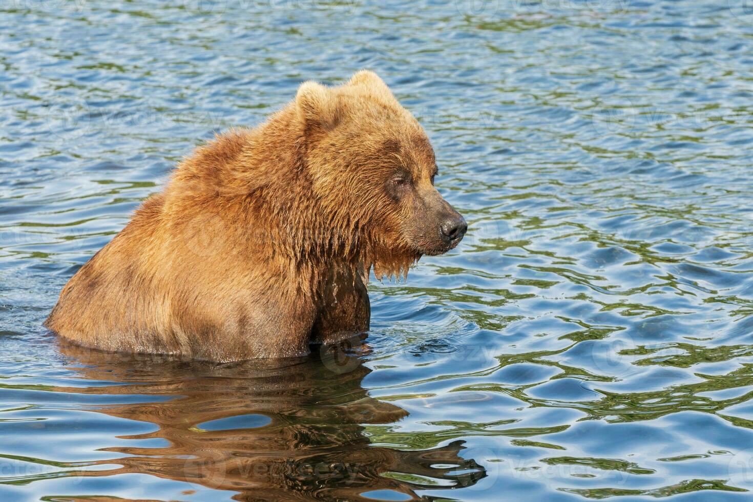 Terrible Kamchatka brown bear standing in water, looking around in search red salmon fish photo