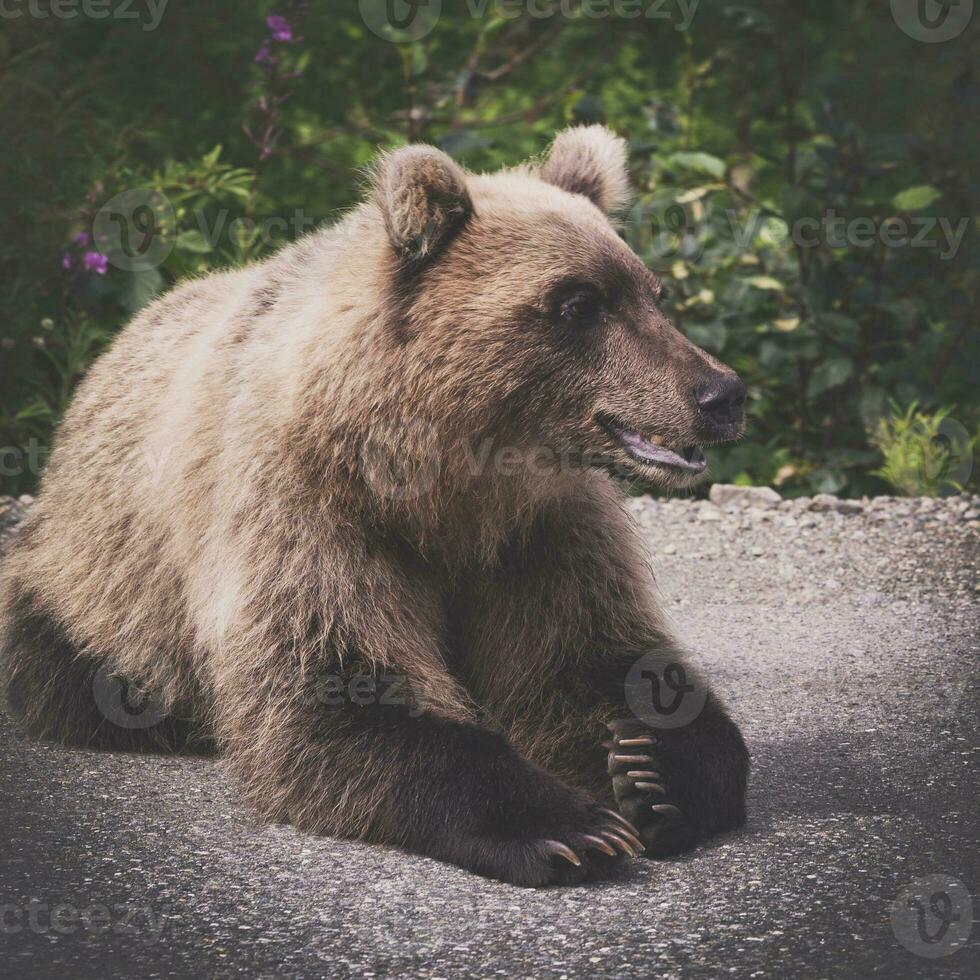 Hungry and angry wild Kamchatka brown bear lies and look away photo