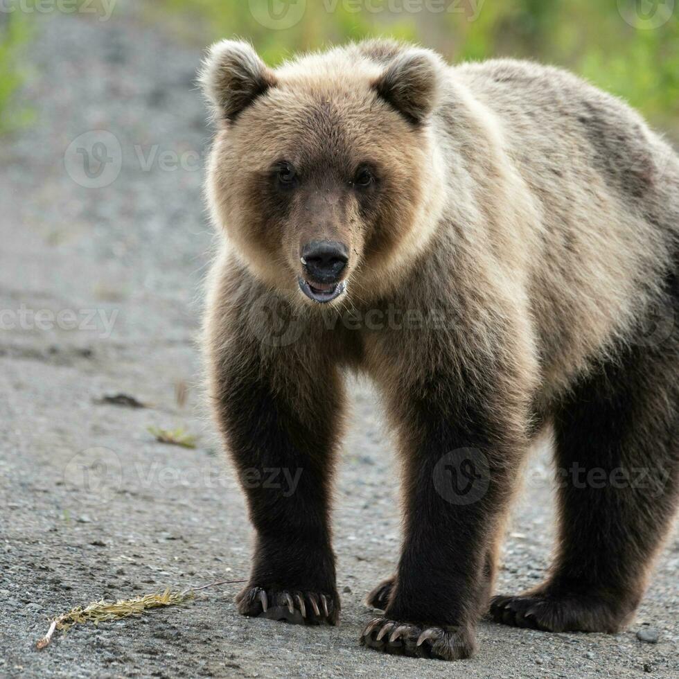 Portrait of terrible hungry Kamchatka brown bear looking at camera photo