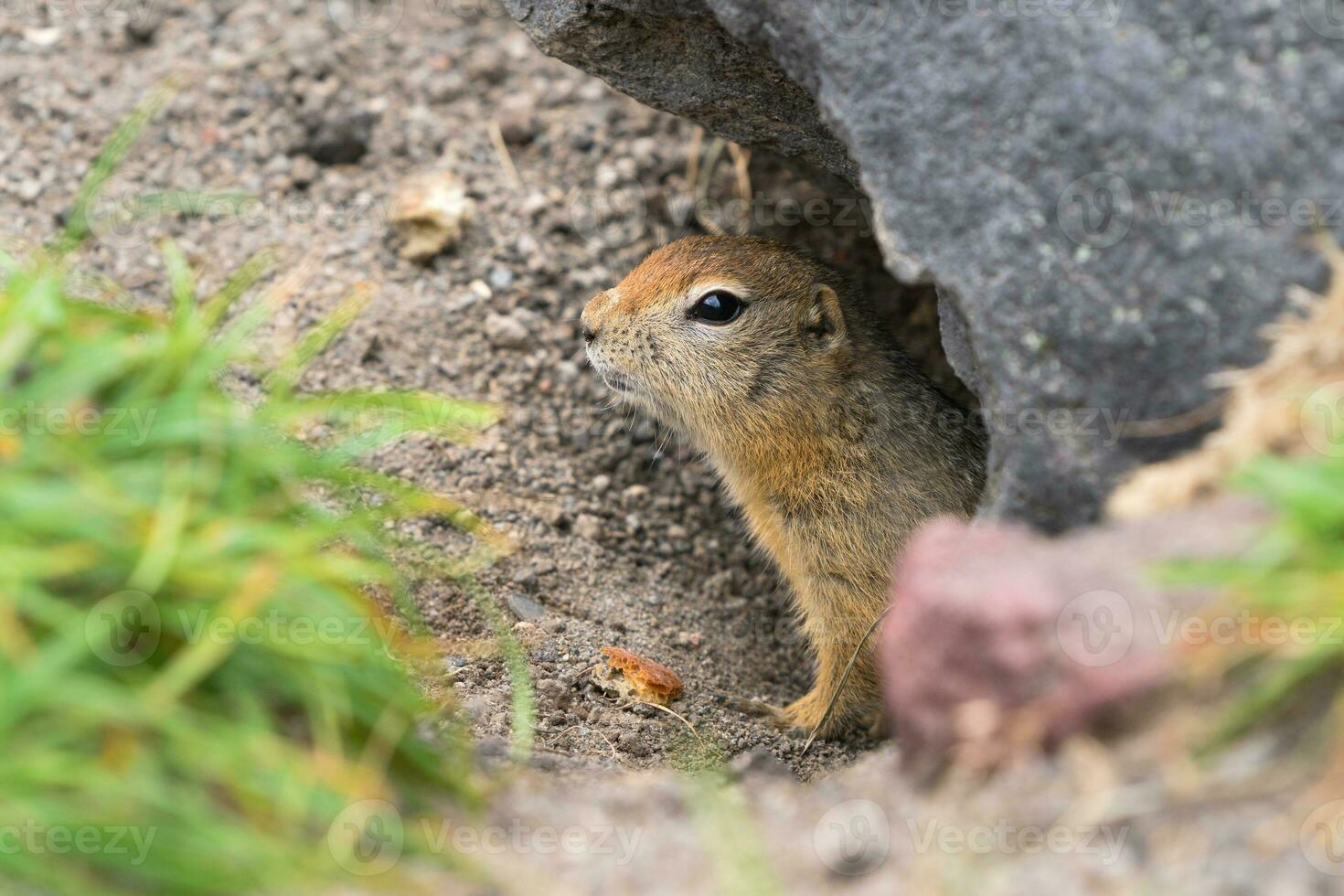 Curious but cautious wild animal Arctic ground squirrel peeps out of hole under stone and looking around so as not to fall into jaws of predatory beasts photo