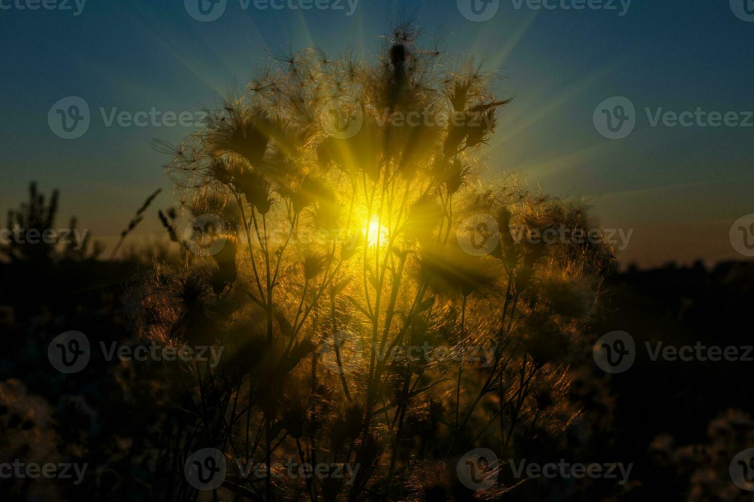 Wild grass in nature on a sunset background photo