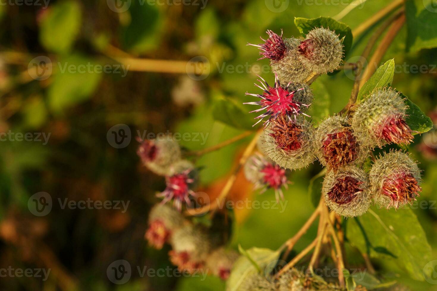Arctium lappa commonly called greater burdock photo