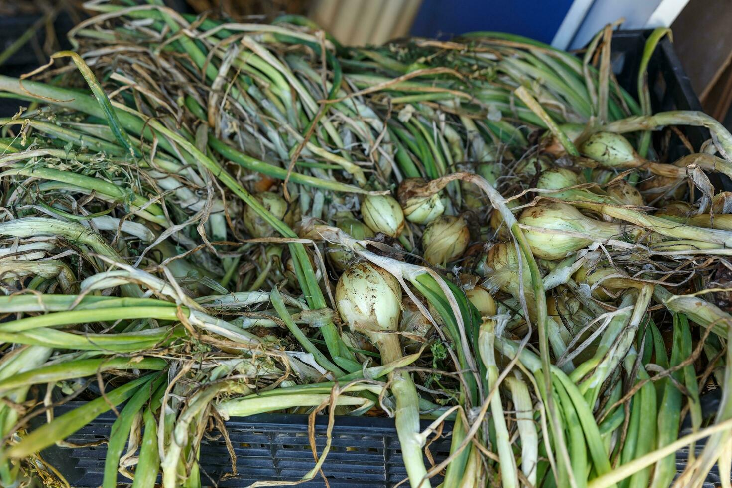 onions in a black plastic box photo