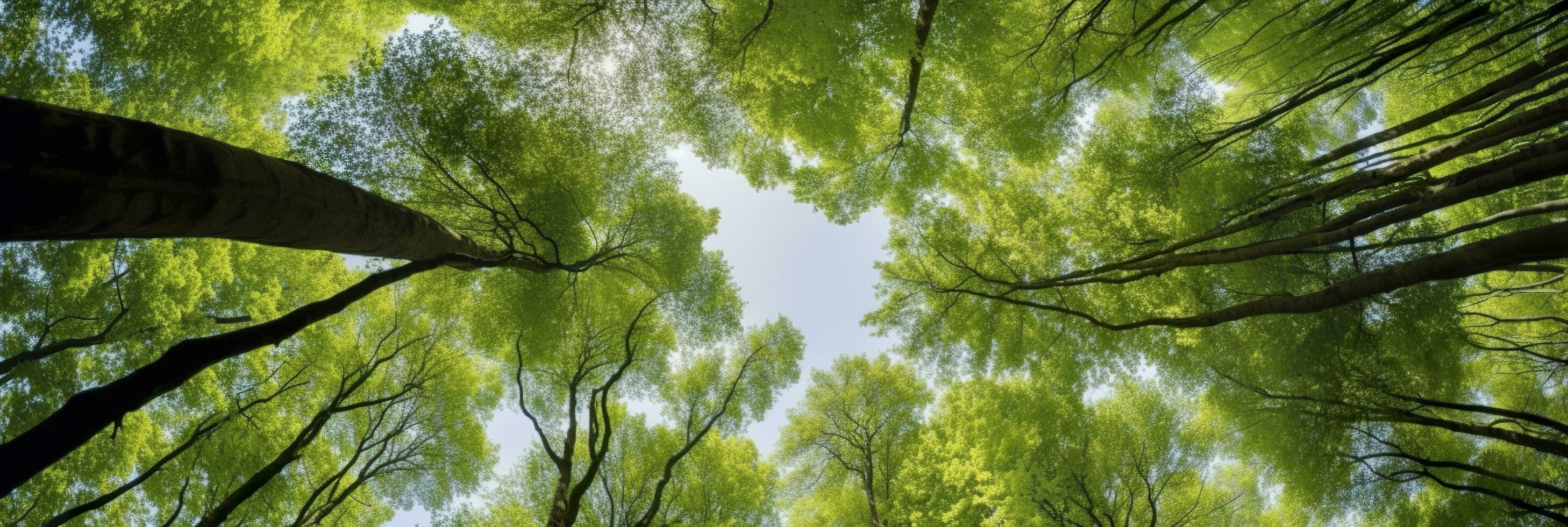 Looking up at the green tops of trees. AI Generated photo