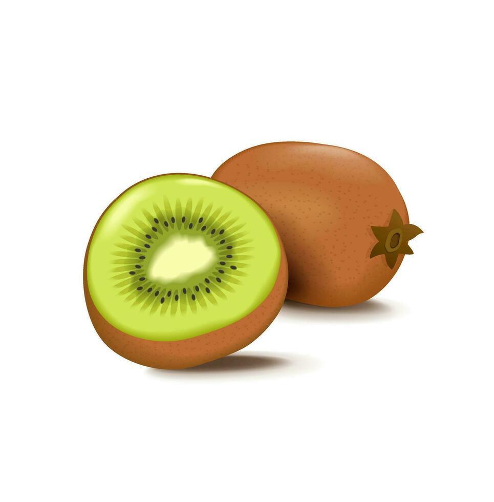 Kiwi fruit isolated on white background. vector