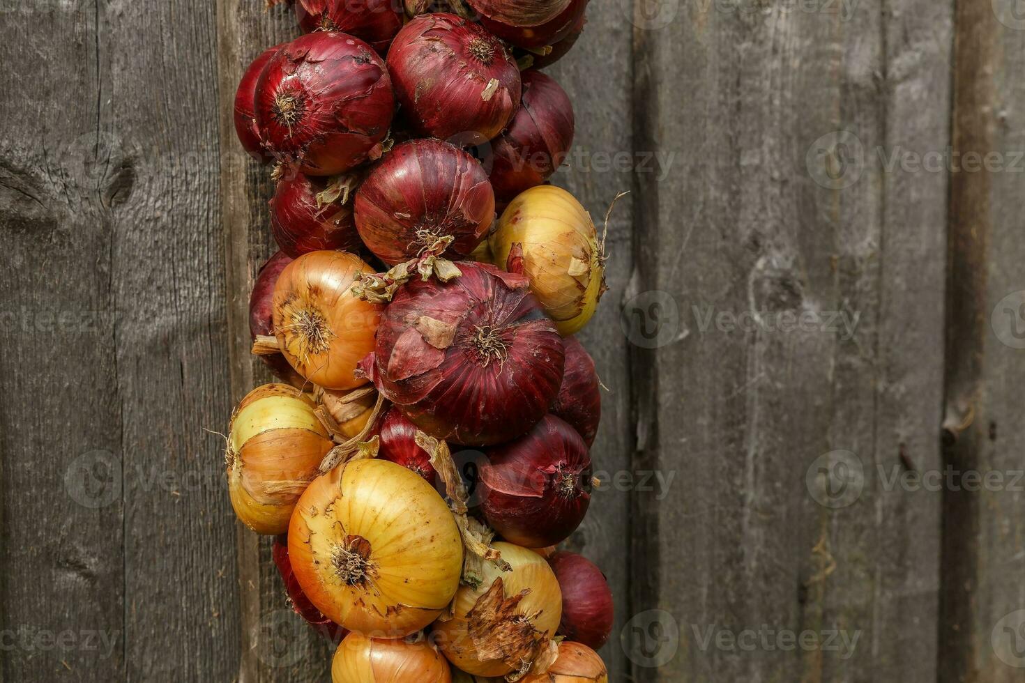 Onion plait. Yellow and red onions hanging in bunches. Harvesting onions photo