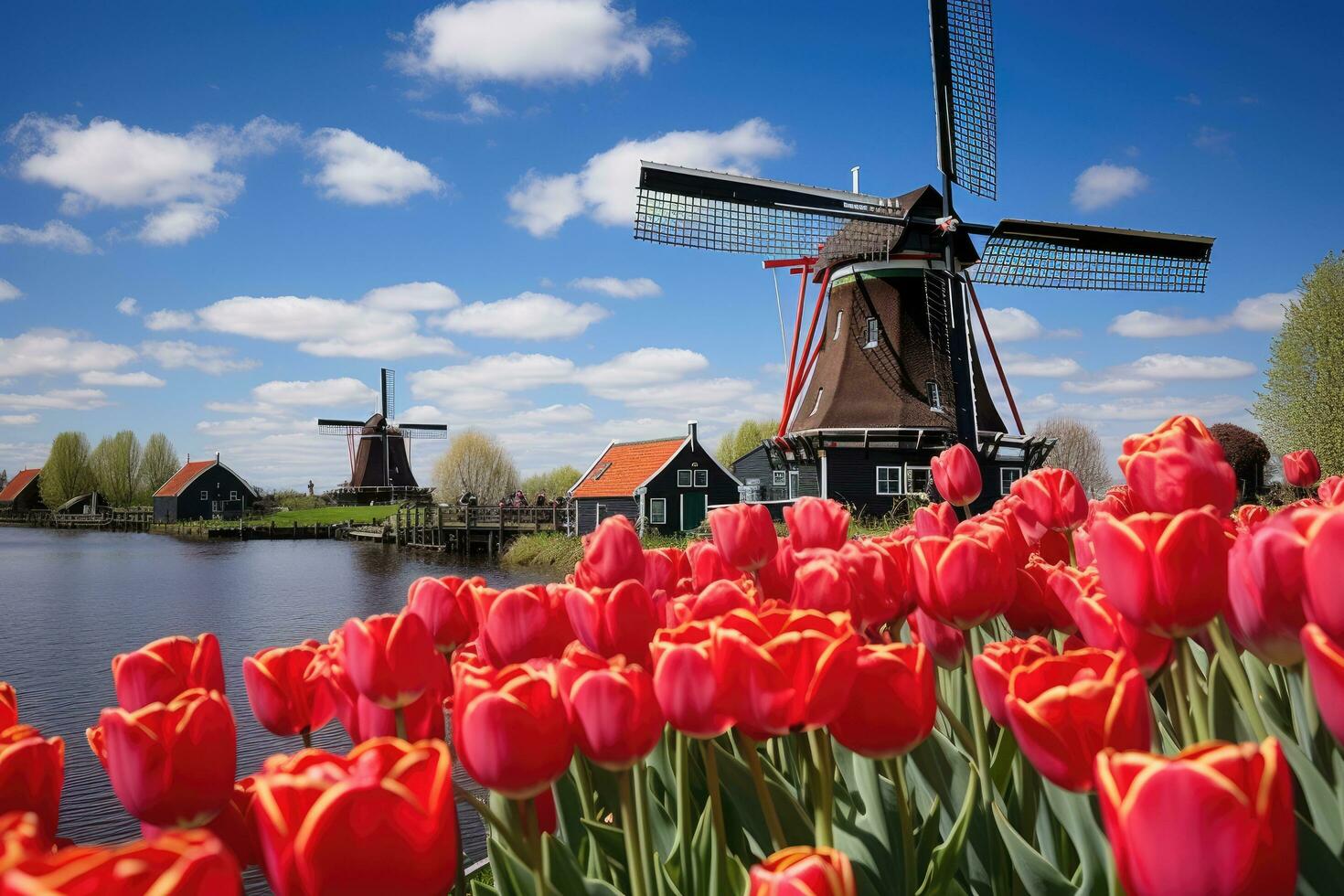 Traditional Dutch windmills and tulips in Zaanse Schans, Netherlands, Landscape with tulips in Zaanse Schans, Netherlands, Europe, AI Generated photo