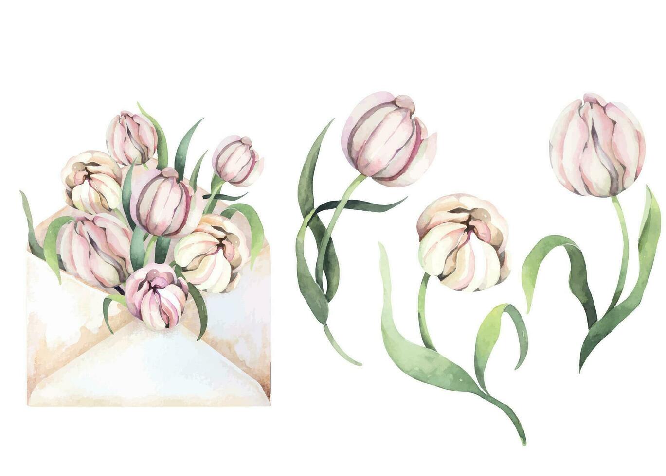 Flowers tulips in an envelope.Painted with watercolors.Suitable for decorating invitation cards, gifts, congratulations. vector