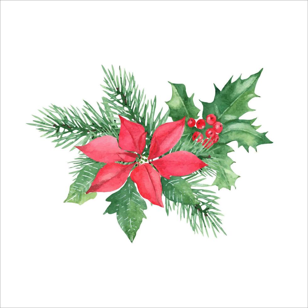 Winter plants composition. Forest pine branches, Holly plant with red berries, poinsettia. Symbols of the New year and Christmas. Watercolor hand painted illustration vector