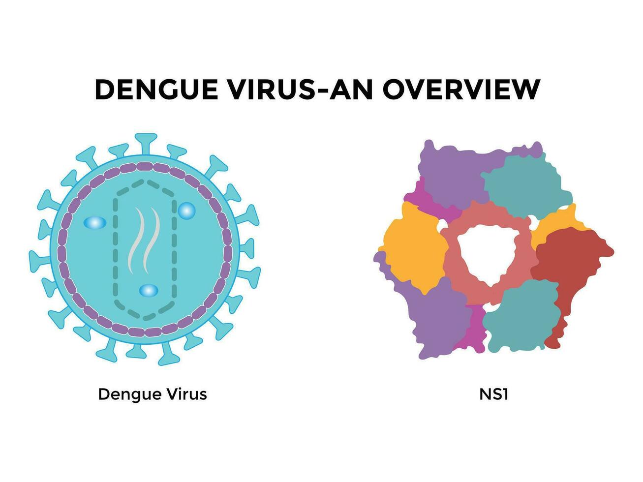 Dengue virus. Dengue virus DENV is the cause of dengue fever. It is a mosquito borne, single positive stranded RNA virus. Virion includes RNA strands, proteins, and envelopes. vector