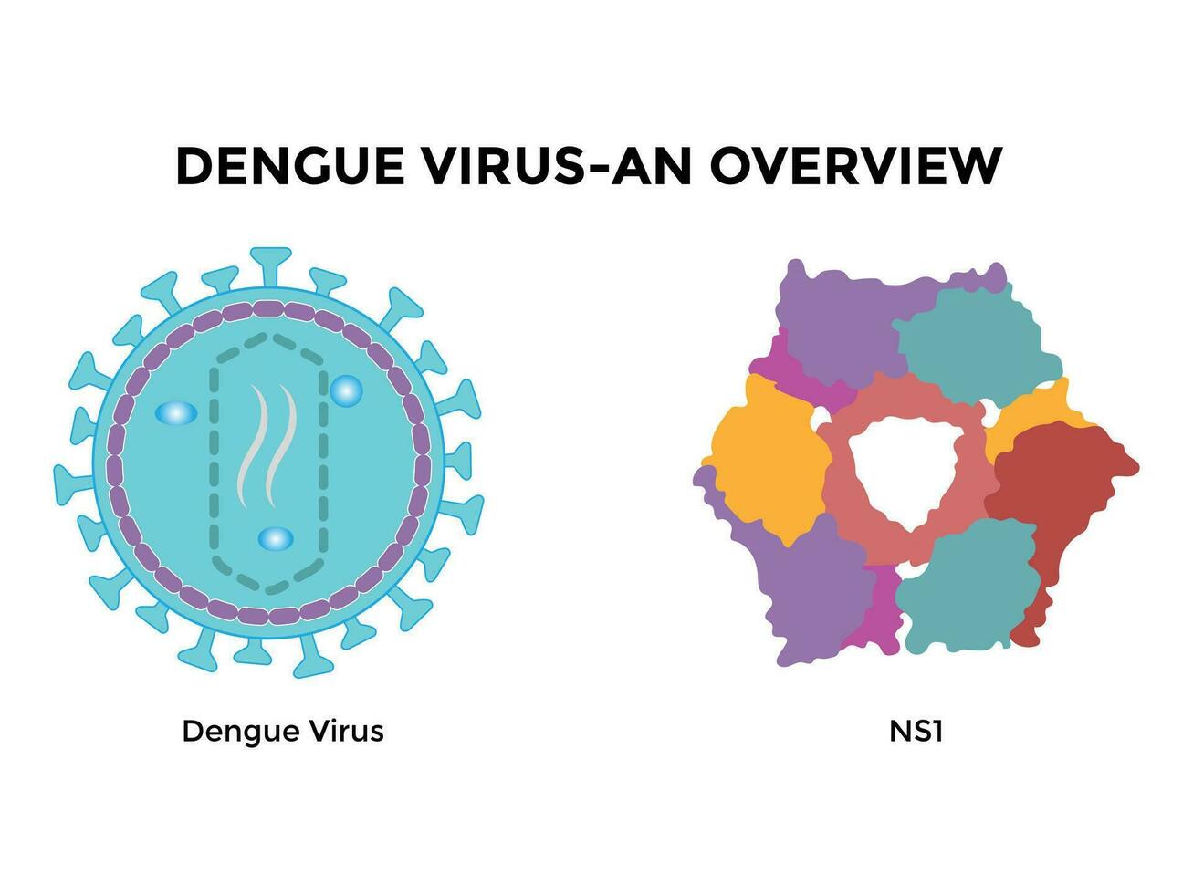 dengue virus. dengue virus denv es el porque de dengue fiebre. eso es un mosquito llevado, soltero positivo varado rna virus. virion incluye rna hebras, proteínas, y sobres vector