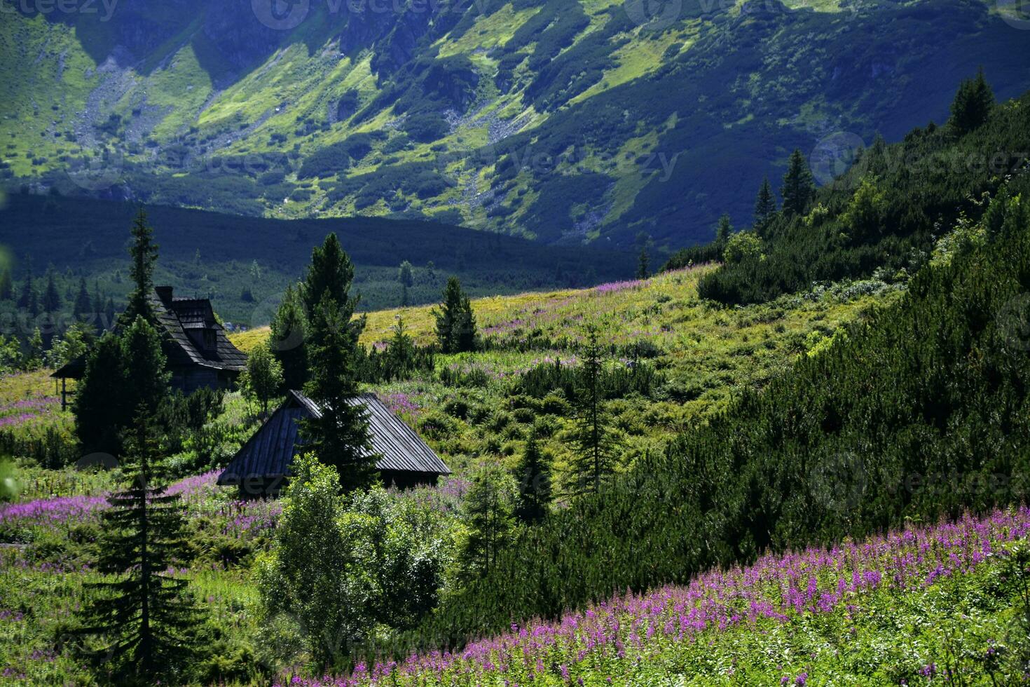 Cozy wooden house hut in Tatra mountains in Poland. Summer clearing, meadow, pine trees, spruce trees, purple mountain flowers Epilobium angustifolium. Stanning landscape photo