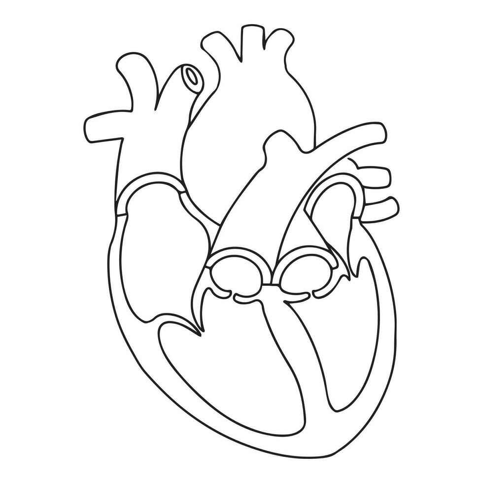 anatomy of human heart vector illustration
