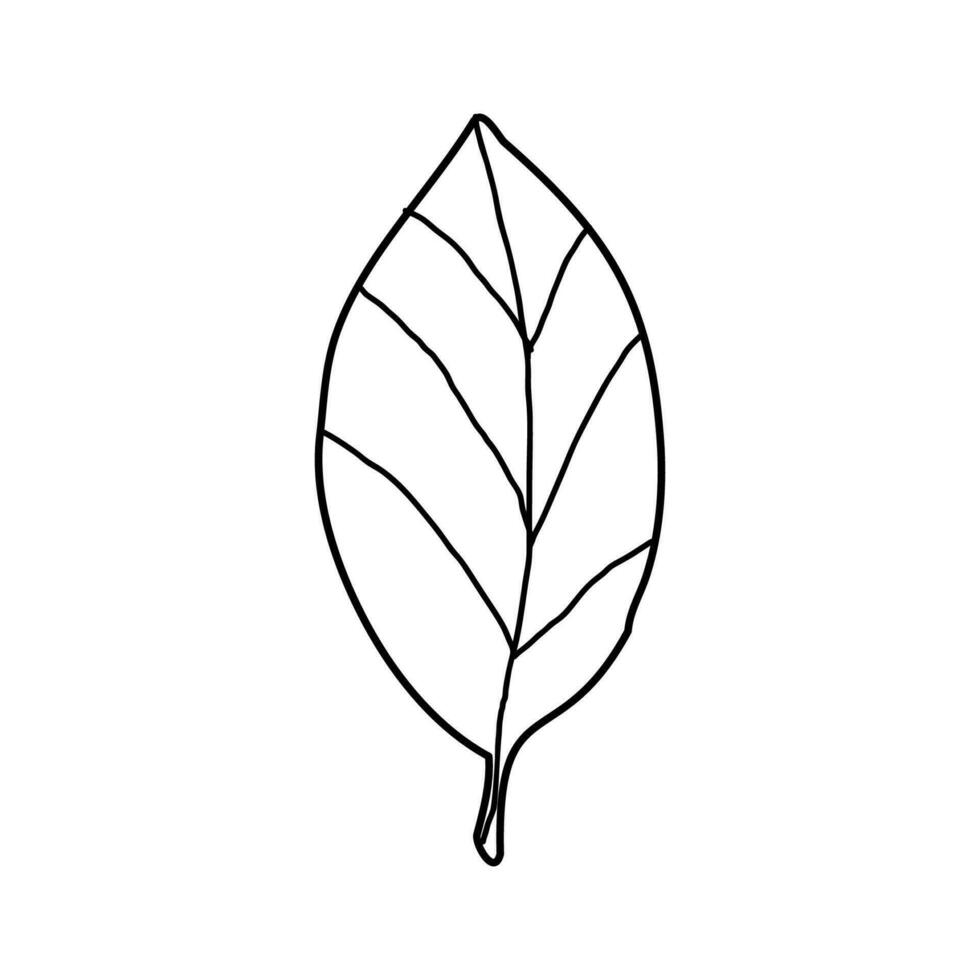 A tree leaf on white background. Vector illustration of a hand drawn plant. Linear art for tattooing.