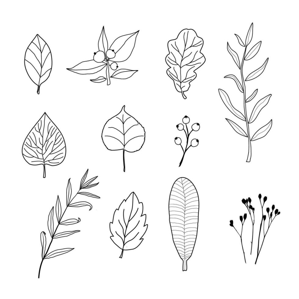 Doodle icon of the leaves of different trees. Contour image of fallen leaves black drawing of plants for stickers, decoration, postcard. Vector clipart of plan
