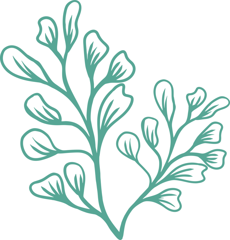 Botanical floral elements PNG
